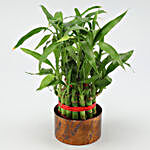 Bamboo Plant In Metal Pot