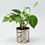 Green Money Plant In Designer Metal Pot