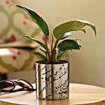 Red Philodendron Plant In Designer Metal Pot