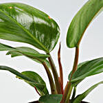 Red Philodendron Plant In Designer Metal Pot