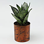 Snakeskin Sansevieria Plant In Designer Metal Pot