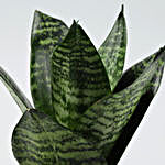 Snakeskin Sansevieria Plant In Designer Metal Pot