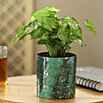 Syngonium Plant In Designer Metal Pot