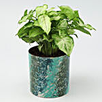 Syngonium Plant In Designer Metal Pot