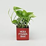 Pyaara Bhai Money Plant