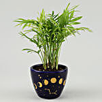 Chamaedorea Plant in Phases of Moon Blue Pot
