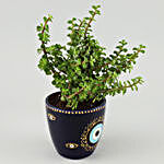 Jade Plant in Hand painted Evil Eye Planter