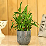 Bamboo Plant In Artistic Melamine Pot