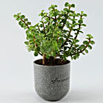 Jade Plant In Grey Melamine Pot