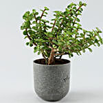 Jade Plant In Grey Melamine Pot
