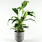 Peace Lily In Artistic Melamine Pot