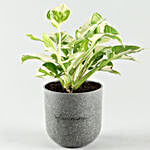 Pothos Plant In Artistic Melamine Pot