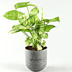 Syngonium Plant In Artistic Melamine Pot