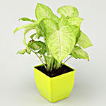 Syngonium Plant In Classic Green Pot