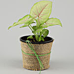 Syngonium Plant Personalised LED Cushion