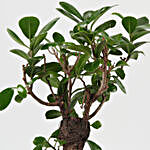 Ficus Bonsai In Conical Melamine Pot