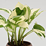 Ficus Compacta & White Pothos Plant Combo