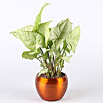 Golden Money Plant & Potted Syngonium Combo