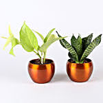 Money Plant & Green Sansevieria Combo