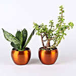 Potted Jade & Snakeskin Sansevieria Plant Combo