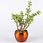 Potted Jade & Snakeskin Sansevieria Plant Combo