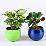 Potted Syngonium & Ficus Compacta Plant Combo