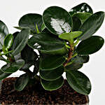 Snakeskin Sansevieria & Ficus Compacta Plant Combo
