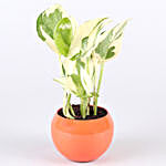 White Pothos & Syngonium Plant Combo