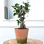 Ficus Bonsai In Conical Melamine Pot