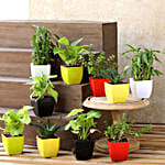 Air Purifying & Leafy Green Plants- Set of 10