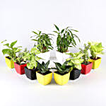 Air Purifying & Leafy Green Plants- Set of 10