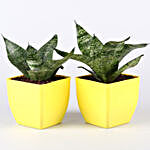 Air Purifying & Leafy Green Plants- Set of 10