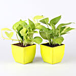 Air Purifying & Leafy Green Plants- Set of 10