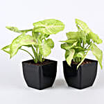 Air Purifying & Leafy Green Plants- Set of 10