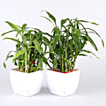 Air Purifying & Leafy Green Plants- Set of 10