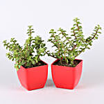 Air Purifying & Leafy Green Plants- Set of 10