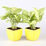 Air Purifying Plants- Set Of 10