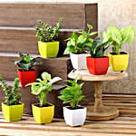 Air Purifying Plants & Succulents- Set Of 8