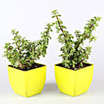 Air Purifying Plants & Succulents- Set Of 8