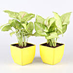 Air Purifying Plants & Succulents- Set Of 8