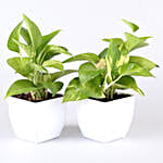 Air Purifying Plants & Succulents- Set Of 8