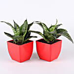 Air Purifying Plants & Succulents- Set Of 8