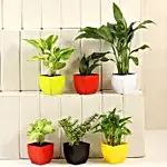 Gorgeous Set Of Six House Plants