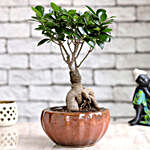 Ficus Bonsai In Red Ceramic Dish