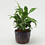 Peace Lily Plant In Red Ceramic Pot