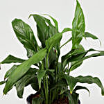 Peace Lily Plant In Red Ceramic Pot