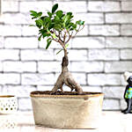 Ficus Bonsai In Brown Ceramic Tray