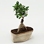 Ficus Bonsai In Brown Ceramic Tray