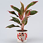 Lipstick Aglaonema Plant In Personalised Pot