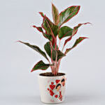 Lipstick Aglaonema Plant In Personalised Pot